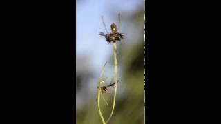 Leporella fimbria with Male Bull Ants