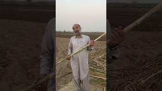 “Planting of the new variety of sugarcane , YTFG, using the new method.”