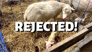 She REJECTED her lamb: Vlog 193