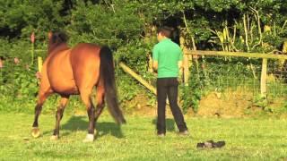 Arran Parker & Oakley at liberty at Dudmaston Stud