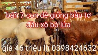 bán bầy dê giống bầu tơ 7 con giá 46 triệu lh 0398424632