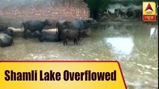 UP: Shamli Lake Overflows; Water Destroys Farmers' Produce | ABP News