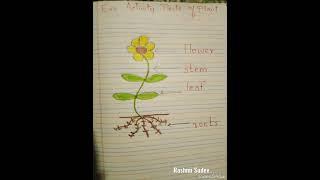 @RashmiSudev #shorts #stem #flowers #roots #leaves #parts #science #sciencefacts