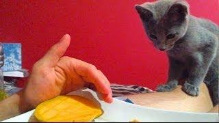 Russian Blue Cat/Kitten LOVES FRUIT ?!?! Check it out! SO CUTE