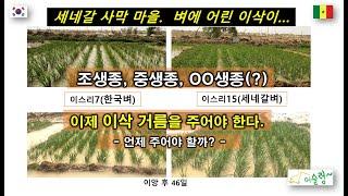 #119('22)_세네갈 사막마을 벼에도 어린 이삭이.../ 벼 이삭거름 주는 시기는? / 벼 수확시기별 분류는?