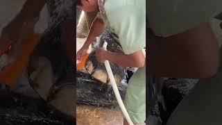 Asian elephant conservation _ Elephant Protection | A Story of Hope and Redemption