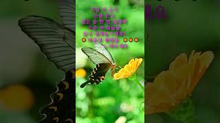 마음의 평화#명상#마음의평화#마음#마음공부#좋은글#명언#vlog#블로그#일상#감성글#삶의지혜#명상가이드#나비#평화