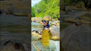 Wow There is gold in the crack of the fast-flowing river rocks #gold #goldenretriever #golden