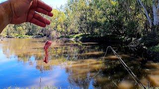 Murray cod fishing with a secret bait...