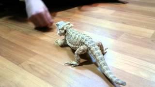 Bearded Dragon