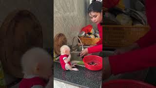 #babymonkey #monkey Duke #smart monkey #cute monkey #adorable monkey