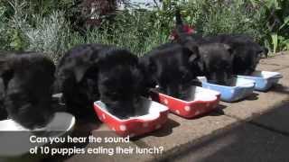 Scottie - Scottish Terrier Puppies