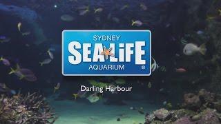 A quick look inside SEA LIFE Sydney Aquarium