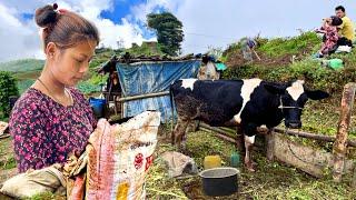 Hardworking Farmers Farming life of Nepal Village | Cabbage Planting Season | BijayaLimbu