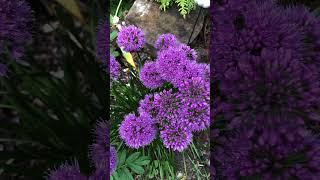 Allium “millennium”