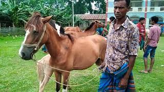 Buy mother horse with native breed from Sylhet Horse Market - Bipul Agro BD 2022