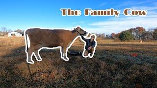 The Family Milk Cow | Testing for A2A2 Genetics + Transplanting a Tree