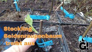 Exoten im Garten  | Steckling des Seidenraupenbaum treibt aus | Gartenschlau.com 