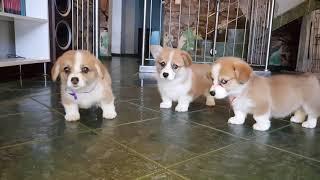 Welsh #corgi  Pembroke, catelusi/puppies de vanzare/for sale.