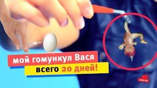 Гомункул из яйца всего за 20 дней! (Homunculus)