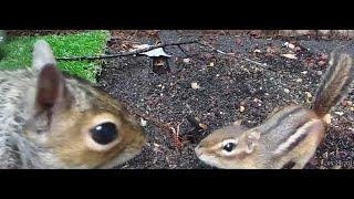 Mellie the Chipmunk - face to face with Grandpa Squirrel.