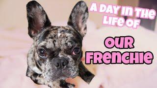 A Day in the Life of A French Bulldog