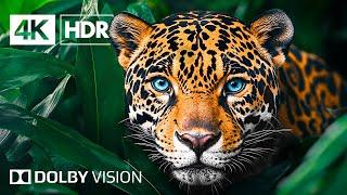 Animal Discovery | 4K Ultra HD 60FPS Wildlife Video