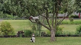 Jack Russell climbs a tree to get a ball