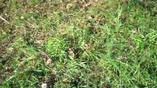 ANTLERDREAMER Productions - Rut Buck Rub, Torn up Tree Branch