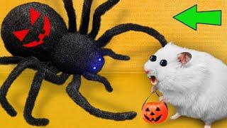 DIY New Halloween Hamster Maze  Hamster Escapes