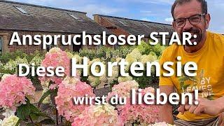 Diese Hortensie sollte in KEINEM GARTEN fehlen!