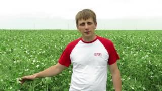 Аканто® Плюс - новое решение для защиты гороха