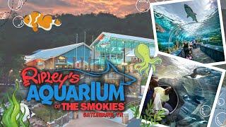 The Ultimate Guide To Ripley's Aquarium Of The Smokies In Gatlinburg TN