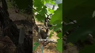 Обзор моих кустов-букетов. #виноградарство #прививкинавинограде #вадимточилин