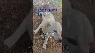 네 다리 절단된 진돗개, 도움이 필요합니다 ㅠㅜ