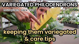 Variegated Philodendrons - How To Create Variegation, Plant Care, & Issues - Houseplant Care 101