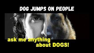 What to Do When Your Dog Jumps on People Robert Cabral Dog Training Video