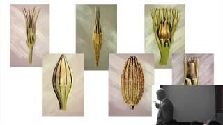 Karl Niklas: Forty-five Years of Modeling Plant Evolution