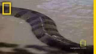 Anaconda Attacks | National Geographic