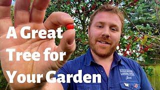 Holly - A Great Tree for Wildlife . . .