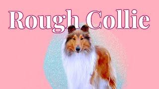 Is a Collie (Rough Collie) the dog for you?