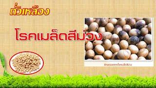 โรคเมล็ดสีม่วงในถั่วเหลือง (ป้องกันกำจัดอย่างไร)