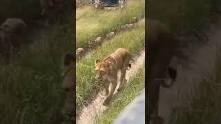 Lion Family Ek Sath Mein in Jungle  #wildlife #kenya