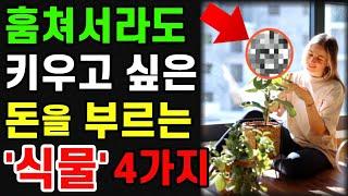 '이 식물' 집에 두면 미친듯 돈을 불러옵니다. |재물복 상승하는 부자식물 4가지! |돈되는 식물 | 금전운 돈복 풍수 풍수지리 풍수인테리어 식물풍수|