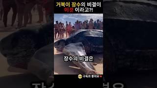 거북이 장수의 비결이 이것이라고?!