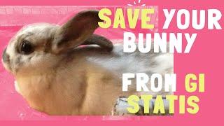 BUNNY ALMOST DIES FROM GI STATIS