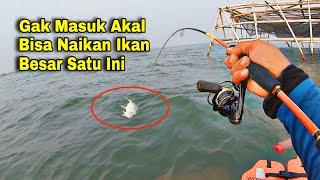 Ngeri Banget...‼️Dibuat Kewalahan Sama Tarikan Ikan Besar Satu Ini, Sampai Reel Saya Berteriak