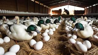 Essential Steps for Organic Duck Raising: From DIY Cheap Food to Egg Harvesting.