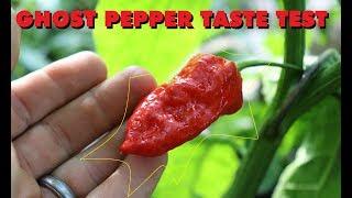 GHOST PEPPER : PEPPER REVIEW & TASTE TEST