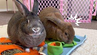 Watch This Rabbit Hunts Like a Hound!